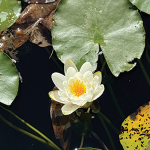 communitytogetherwellbeing--complementary-therapy-healing